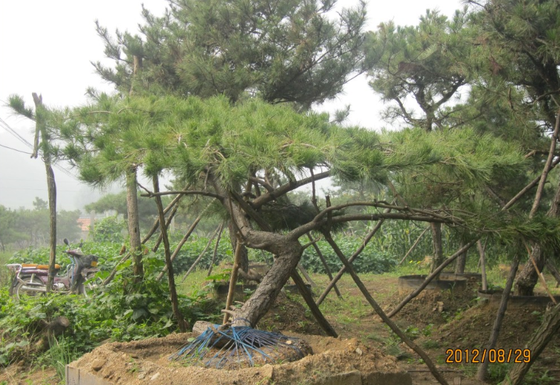 造型油松8cm-50cm、山東造型油松基地、山東造型黑松批發(fā)