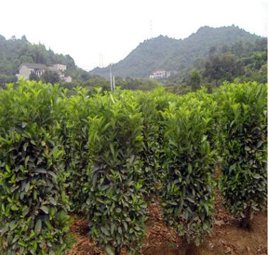 苗高1米-1.5米法國(guó)冬青柱子 珊瑚樹(shù) 湖南冬青柱