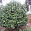 供應(yīng)大葉七心茶花球 冠偪150cm茶花球類 山茶球價格