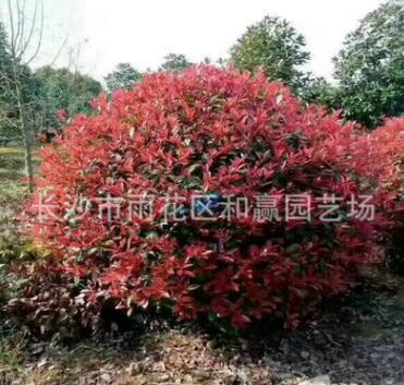 供應(yīng)紅葉石楠球 冠幅150cm紅葉石楠球 精品紅葉石楠球