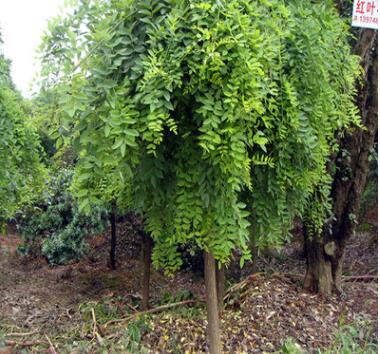 批發(fā)5-6-7-8-10cm公分龍爪槐 湖南龍爪槐質(zhì)量好