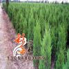 北京檜批發 高2m 量大優惠 北京檜地被綠化