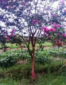 供應欒樹、香樟、紫薇、紅楓、雞爪槭、櫻花、垂絲海棠、無患子
