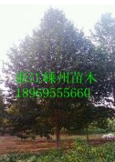 供應18-20-25-30公分樂昌含笑