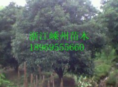 供應八月桂、四季桂