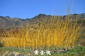 供應(yīng)黃金槐小苗