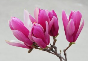 供應3公分玉蘭