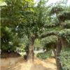 山東基地現(xiàn)向全國銷售皂角苗 優(yōu)質(zhì)皂角苗批發(fā)