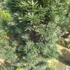 批發(fā) 曼地亞紅豆杉南方紅豆杉 盆栽四季常青清潔空氣
