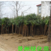 大量批發(fā)棕櫚小苗 棕櫚樹 棕櫚樹價格 量大從優(yōu)