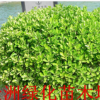 特價供應(yīng)瓜子黃楊球 小葉黃楊球 大葉黃楊球