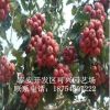 山楂樹苗直銷 大金星山楂樹苗 果大 優(yōu)質(zhì)大五棱山楂苗
