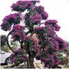 三角梅盆栽樁景觀賞造型三角梅勒杜鵑紫花紅花多色綠化三角梅