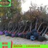 櫻花苗圃直銷 各種規格3公分----18公分 物美價優