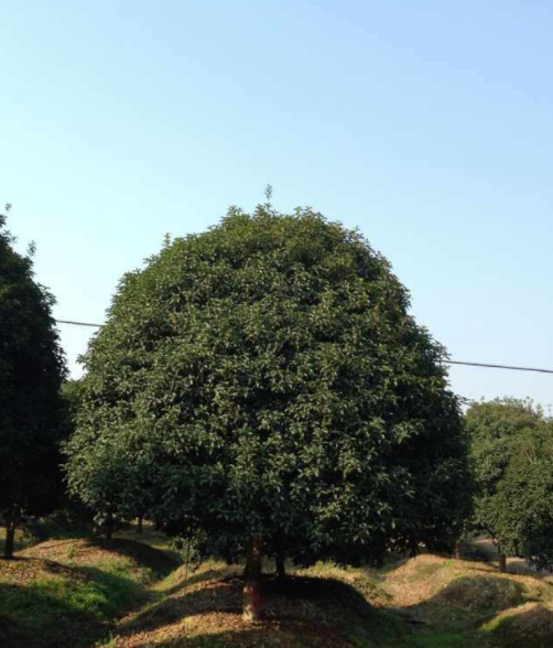 桂花、樂昌含笑、紅楓、廣玉蘭、紅白黃玉蘭、無患子