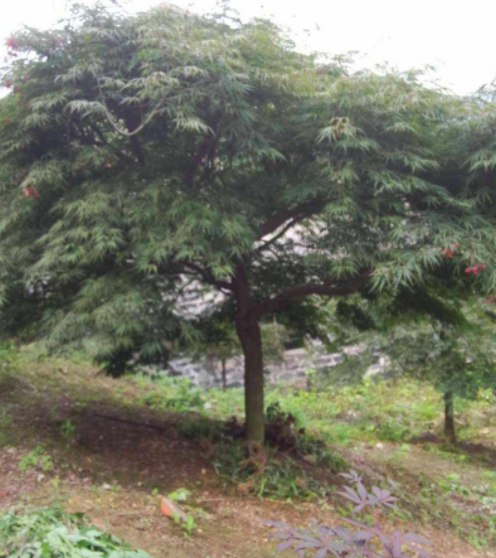 供應黃山欒樹、香樟、馬褂木、紅花木蓮、紅楓
