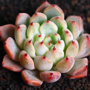紅爪 多肉植物 精品高品質進口多肉植物