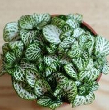 網紋草，室內耐陰觀葉植物，抗擊霧霾，辦公伙伴