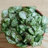 網(wǎng)紋草，室內(nèi)耐陰觀葉植物，抗擊霧霾，辦公伙伴