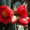 深山野生大紅花油茶
