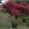 供應園林植物 紅楓 紅楓樹 日本紅楓 美國紅楓秋火焰小苗