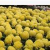 盆栽花卉 花中四君子之一 菊花苗 大黃菊 盆栽菊花苗