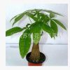花卉 盆栽 植物 綠色植物 帶盆 小發財樹