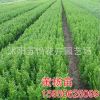 批發自家大葉黃楊床苗 綠化工程苗 各規格冬青球