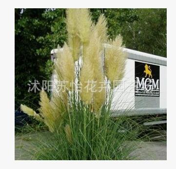 批發蒲葦苗 矮蒲葦 矮蒲葦基地大量直銷