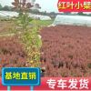 公園綠化紅葉小檗 小區裝飾青州植物工程綠化花圃直銷