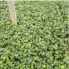 基地銷售常春藤 綠植盆栽吸收苯甲醛凈化空氣植物花卉盆栽