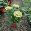 八仙花批發 繡球 花卉盆栽 園林綠化 景觀工程花卉