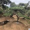 出售油松各種規格品質優良成活率高 綠化工程用苗山東油松