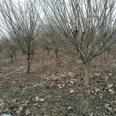 基地供應木槿規格齊全品質優良無病蟲害土球完整綠化工程泰安木槿