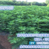 無花果苗批發、無花果苗、小葉無花果值得推薦(在線咨詢)