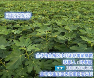 無花果苗、小葉無花果品質贏口碑、無花果苗種植