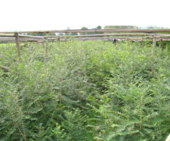 香榧草苗