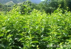 嵊州苗木基地 早櫻 白色系花朵