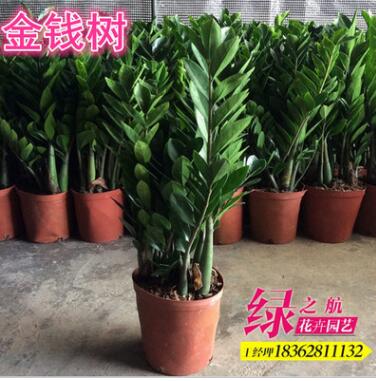 批發(fā)盆栽植物 金錢樹 可水培辦公室花卉 室內進化空氣防輻射