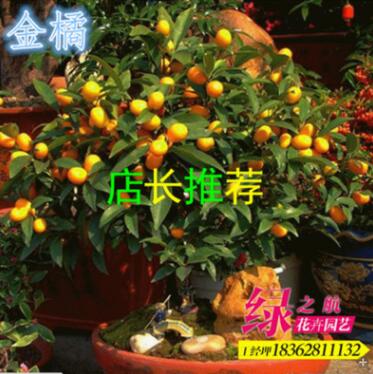 批發(fā)小青桔果樹苗 食用果 金橘 綠植盆栽通用型果樹