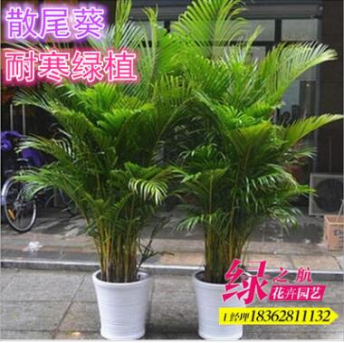 直銷 散尾葵 夏威夷竹 富貴椰子 耐寒綠植 客廳大型盆栽
