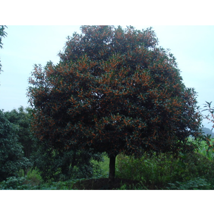 直銷桂花樹 福建紅花丹桂樹 規(guī)格齊全 批發(fā)丹桂兩年苗木3毛錢