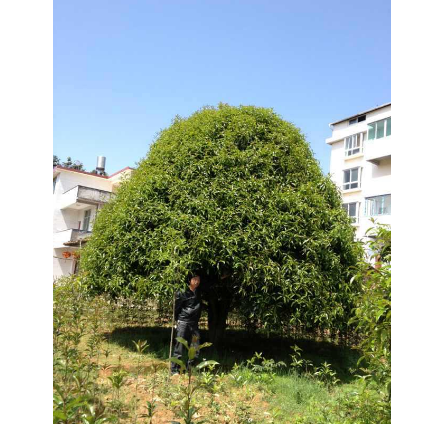 產(chǎn)地大量出售福建紅花丹桂直徑1cm~40cm 批發(fā)丹桂小樹苗0.3毛錢