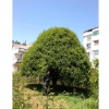 產(chǎn)地大量出售福建紅花丹桂直徑1cm~40cm 批發(fā)丹桂小樹苗0.3毛錢