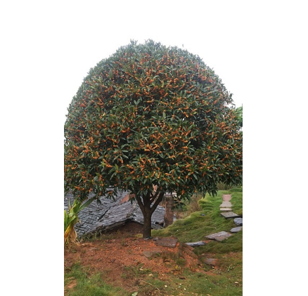直銷精品浦城紅花丹桂 規(guī)格齊全 價格合理供大量1.5---10公分樹