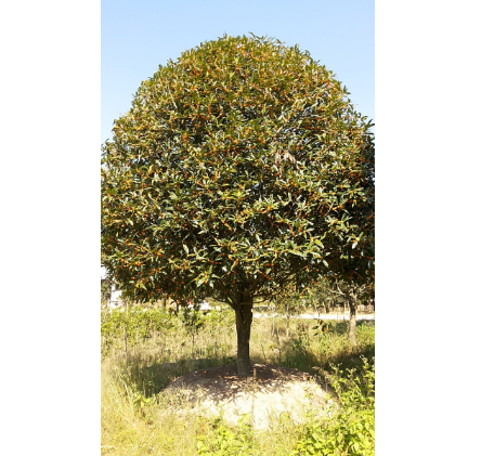 直銷福建紅花丹桂 桂花樹 園林綠化苗木 大量批發(fā)丹桂小樹苗