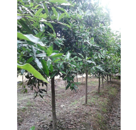 精品福建浦城紅花丹桂質(zhì)量保證誠信經(jīng)營規(guī)格齊全價格合理
