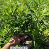 金華紅葉石楠,綠林苗木基地直銷,金華紅葉石楠批發