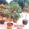 嫁接桂花樹苗 桂花盆栽 地栽苗 四季桂金桂丹桂沉香桂