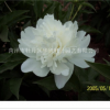 山東菏澤華旭牡丹大量供應(yīng)藥用芍藥赤芍白芍